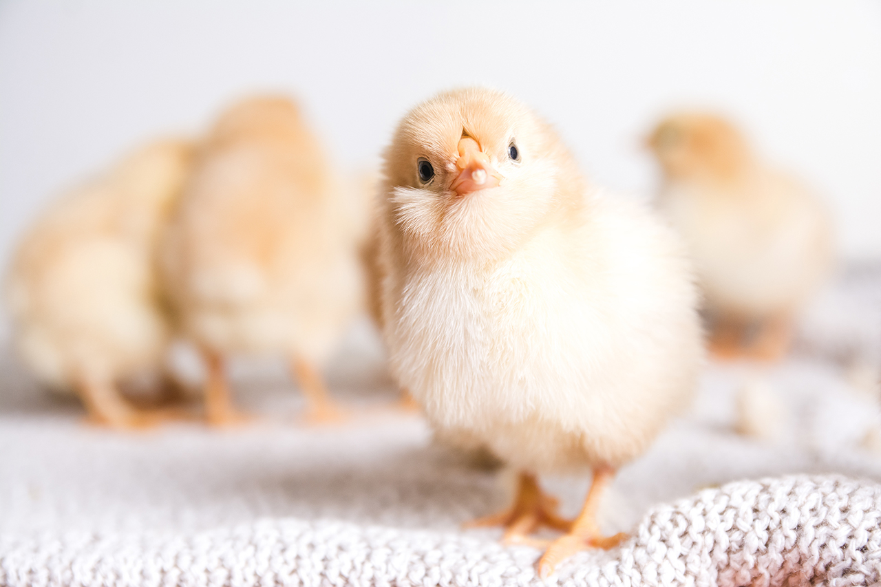 closeup-shot-brown-chicks-cloth-with-white-space.jpg closeup-shot-brown-chicks-cloth-with-white-space.jpg
